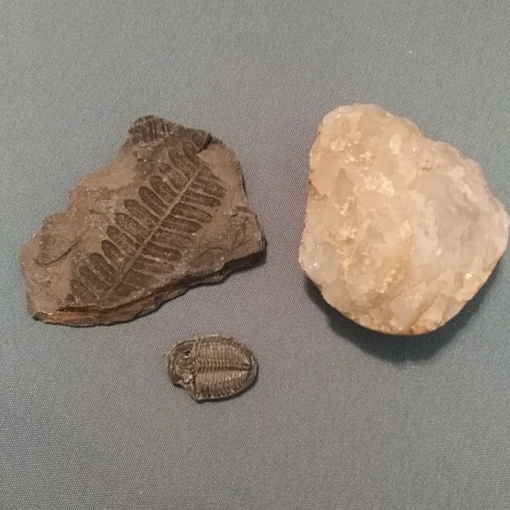 Fossils and rock